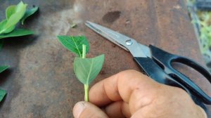 Летнее черенкование голубики.