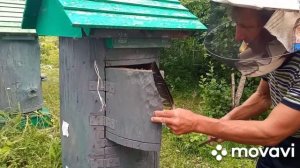 Ловля и заселение пчелиного роя.