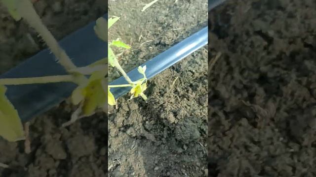 Посадка помидор, «Сливки» в открытый грунт. смотреть онлайн