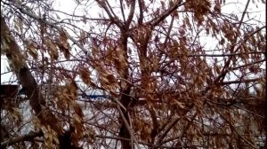 Почему не все деревья сбрасывают листья?