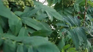 Яблоня привитая на рябину