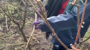 ВЕСЕННЯЯ ОБРЕЗКА ШТАМБОВЫХ РОЗ. КАК ОБРЕЗАТЬ РОЗУ НА Ш