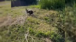 Мой обычный день на Кубани влог Петровчанка Лера #garden #