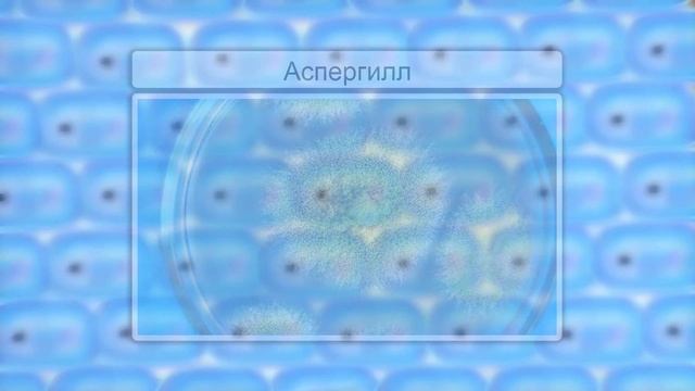 Плесневые грибы и дрожжи. Видеоурок по биологии 5 клас? смотреть онлайн