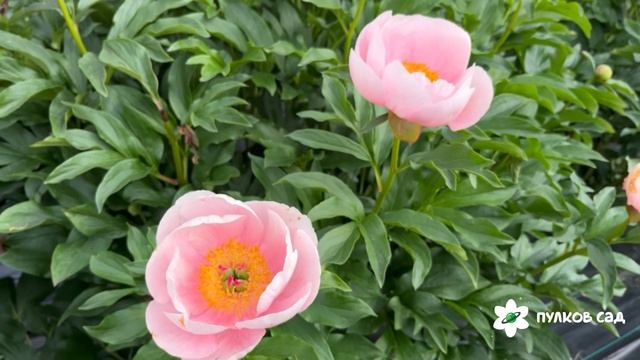 Soft Salmon Saucer Peony. Софт Салмон Сосер пион. Пулков сад (2025 г.)