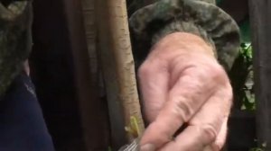 Летняя прививка черешни на вишню. Окулировка.