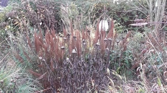 Унылая пора: что цветет в моем саду в начале ноября смотреть онлайн