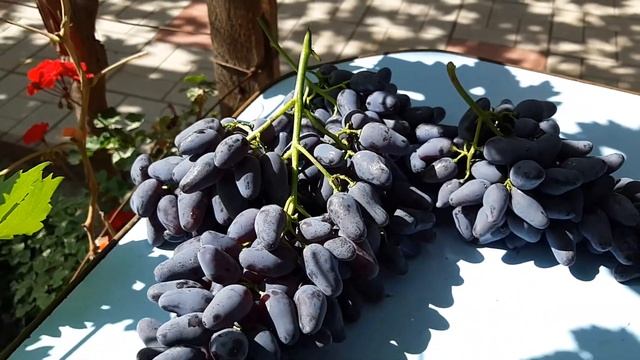 Виноград памяти Негруля. 2020. Видео каталог. смотреть онлайн