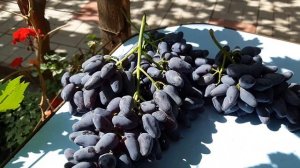 Виноград памяти Негруля. 2020. Видео каталог.