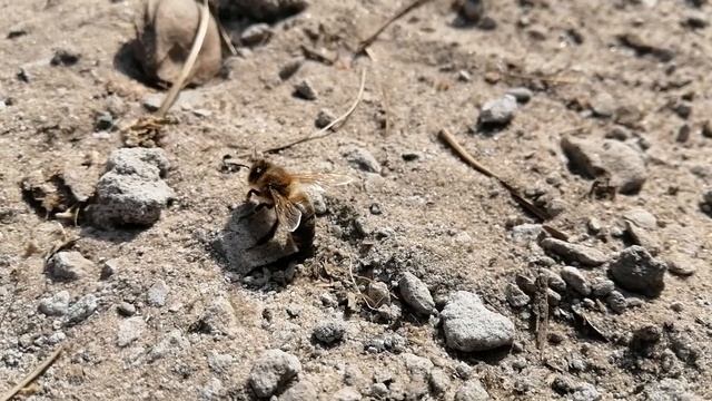 Весенняя труженица/Spring worker смотреть онлайн