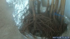 Сортоман Сад саженцы персика (Экстрим 6, шугар тайм, ла?