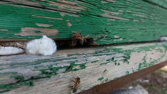 Медоносные пчелы ранней весной. Занбӯрҳои асал дар ав? смотреть онлайн