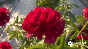 Red Glory peony. Ред Глори пион. Пулков сад (2025 г.)