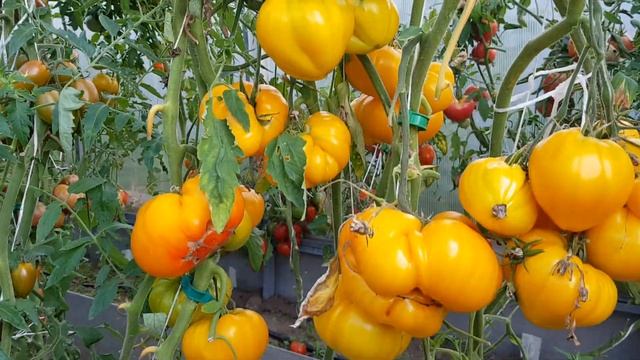 Томат Золотые купола. 100% вы спосите 🙂 17,08,25 смотреть онлайн