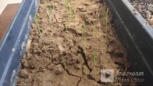 Зима 2023.  Гладиолусы из семян за 1 сезон.  Это факт.