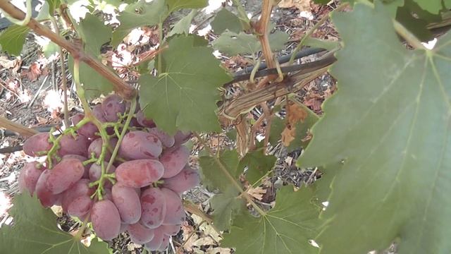 Сорт винограду "Сюзанна" "Урум" "Іванушка" - сезон 2024 смотреть онлайн