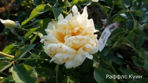 Краткий обзор розы  Раффлс Куин (Флорибунда) - Ruffles Queen (?