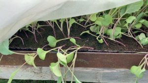 Вырастили рассаду капусты в торфе Агробалт С. Высажив?