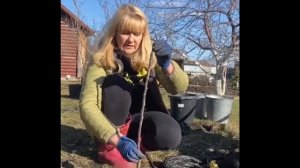 Все о посадке ЯБЛОНИ весной 🍎сажаем яблоню #саженцы #?