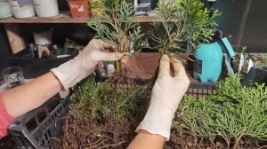 Пересадка туи Смарагд. Закончили перевалку в горшки.С?