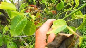 Болезни ореха грецкого.  Чем лечить.