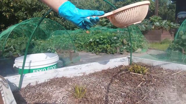 Август 2021 серия №4. Готовим клубнику к зиме. Томат черн смотреть онлайн