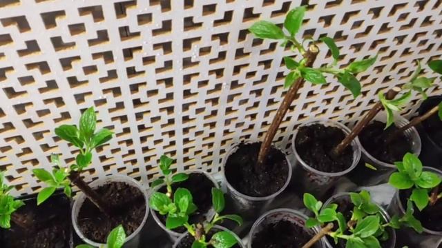 Самый быстрый способ черенкования гортензий | Черенко смотреть онлайн