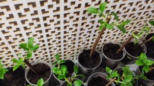 Самый быстрый способ черенкования гортензий | Черенко