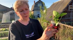 Вырастила дома рассаду шток розы | Корень не будет пов?