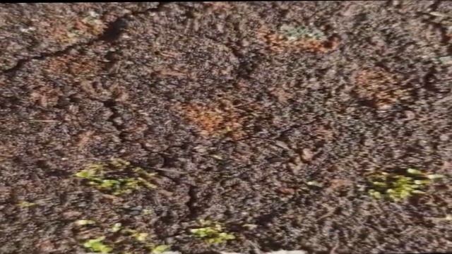 Живая Почва больные семяна рассады