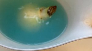 СПАСАЕМ ЛУКОВИЦЫ ГИППЕАСТРУМОВ!!!🤞🏻НАЧАЛО ИСТОРИИ В