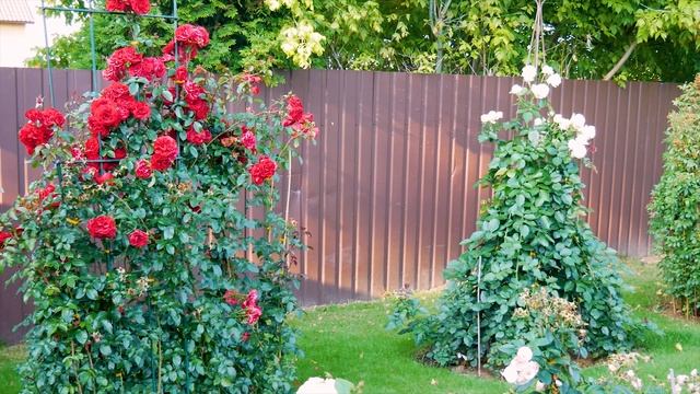 Видео обзор розы Пале Рояль (Плетистая) - Palais Royal.(Meilland Ф смотреть онлайн