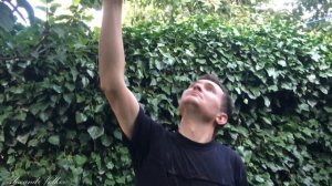 Принесёт хорошие плод деревья, яблоня ''Рихард''. Deaf