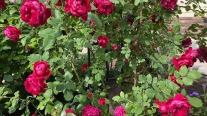 Роза Квадра - беспроблемная и зимостойкая роза для сев