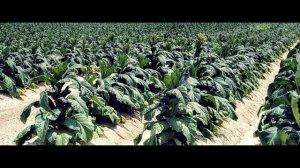 Как нарезать табак