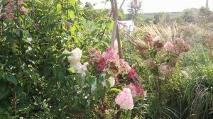 Сад в августе / Сад в природном стиле