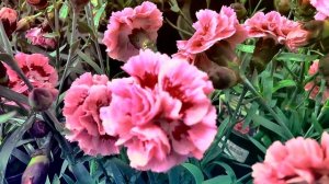 МУЗЫКА ДЛЯ РОСТА ЦВЕТОВ