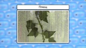 Видоизменения корня. Видеоурок по биологии 6 класс