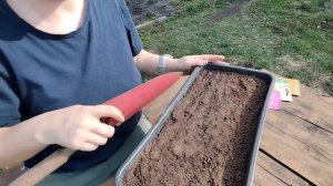 🌱 Как правильно посеять капусту на рассаду в теплице