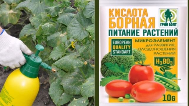 8 способов ускорить всхожесть семян смотреть онлайн