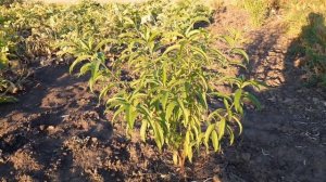 КАК ВЫРАСТИТЬ ПЕРСИК ИЗ КОСТОЧКИ