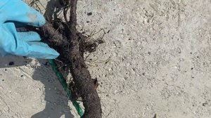 Посадка, пересадка штамбовой розы