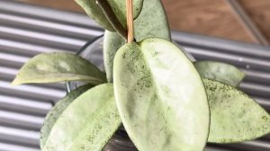 ОБЗОР ХОЙ ✅️ ХОЙИ НЕДОТРОГИ 😱