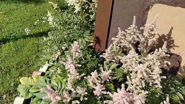 Астильбы под кирпичной стеной. Наш сад 2025