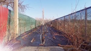 Схема обработки ПЕРСИКА от болезней и вредителей на в?