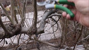 Обрезка груши. ВОЛЧКИ. ЖИРОВИКИ.