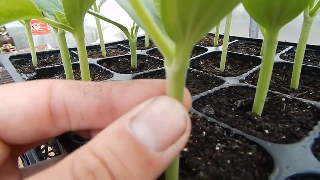 Рассада арбуза в теплице. 24.04.2016 смотреть онлайн