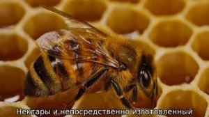 Как пчелы делают мед