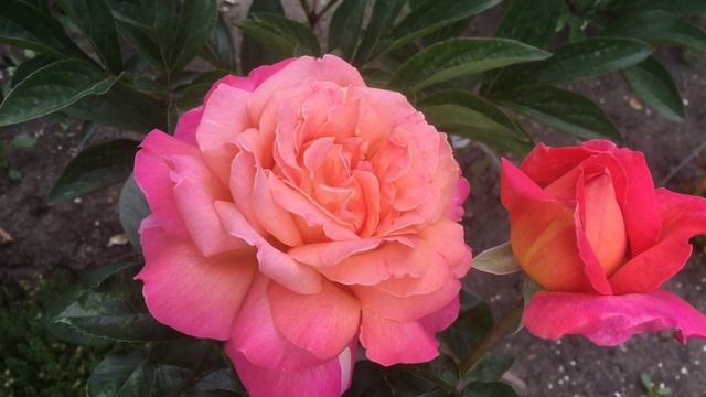 Роза Чикаго Пис- Chicago Peace смотреть онлайн