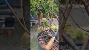 Берёза карликовая Голден Треже в бонсай